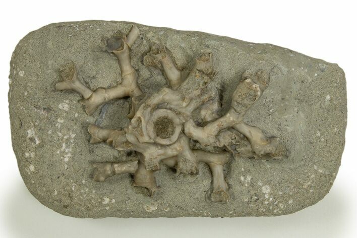 Carboniferous Fossil Coral (Cladochonus) -Crawfordsville, Indiana #310194
